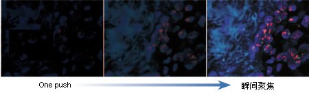 奧林巴斯顯微鏡IX73-5 奧林巴斯顯微鏡IX73-5