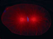 OLYMPUS活細胞工作站CELL R1 OLYMPUS活細胞工作站CELL R1