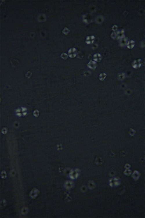 淀粉在偏光顯微鏡下黑十字觀察(徠卡DM500顯微鏡和K-L成像拍攝) 淀粉在偏光顯微鏡下黑十字觀察(徠卡DM500顯微鏡和K-L成像拍攝)