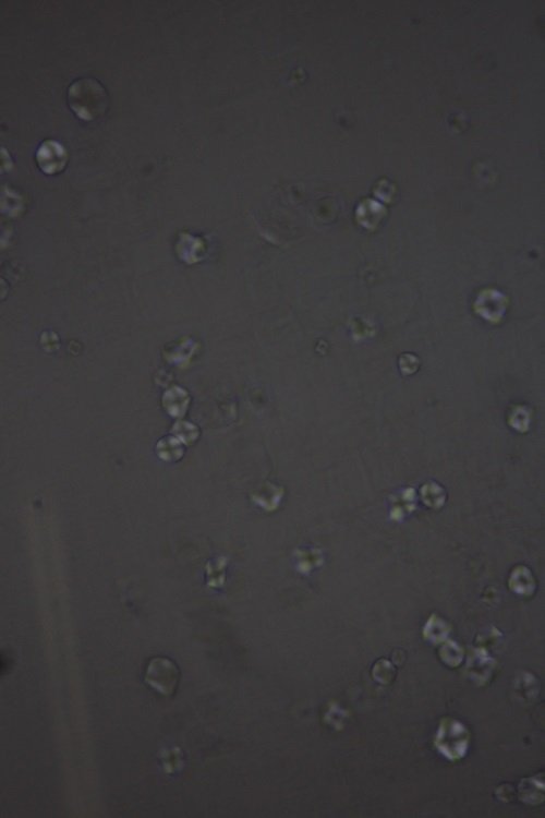 淀粉在偏光顯微鏡下黑十字觀察(徠卡DM500顯微鏡和K-L成像拍攝) 淀粉在偏光顯微鏡下黑十字觀察(徠卡DM500顯微鏡和K-L成像拍攝)