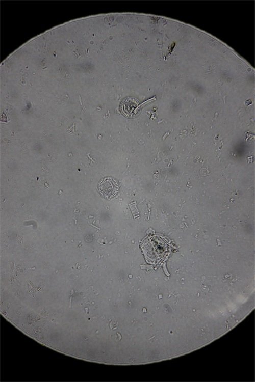 硅藻泥裝飾材料在顯微鏡下的微觀圖(國產雙目顯微鏡采用手機目鏡拍圖)3