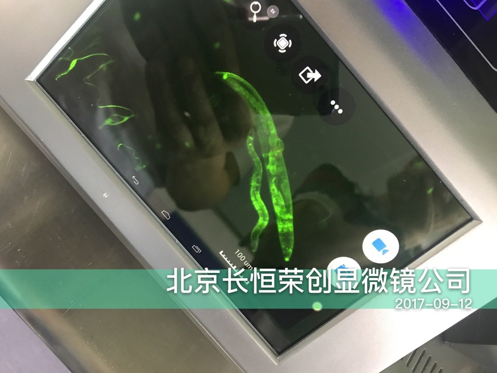 線蟲、果蠅幼蟲熒光轉染顯微拍攝效果圖4