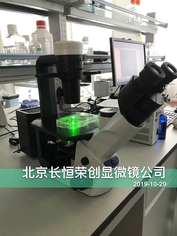 奧林巴斯CKX53熒光顯微鏡安裝于免疫方舟公司1 奧林巴斯CKX53熒光顯微鏡安裝于免疫方舟公司1