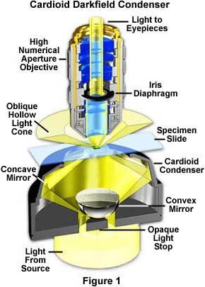 奧林巴斯顯微鏡|暗場奧林巴斯顯微鏡的照明