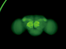 尼康體視顯微鏡SMZ800N-11 尼康體視顯微鏡SMZ800N-11