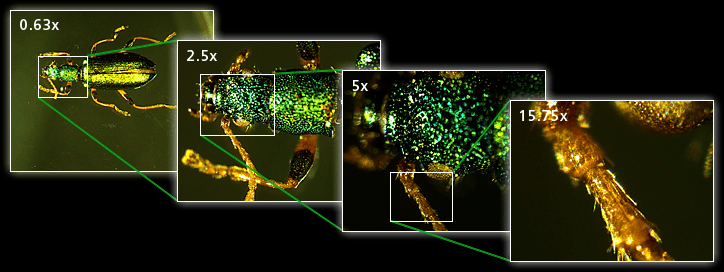 尼康SMZ25研究級體視顯微鏡-2 尼康SMZ25研究級體視顯微鏡-2