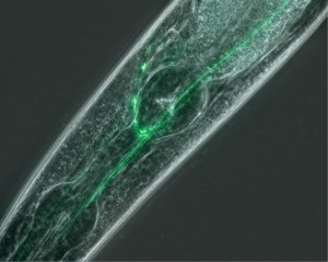 ECLIPSE Ti-E-TI-U倒置尼康顯微鏡6 ECLIPSE Ti-E-TI-U倒置尼康顯微鏡6