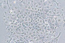 倒置尼康顯微鏡ECLIPSE TS100-TS100-F