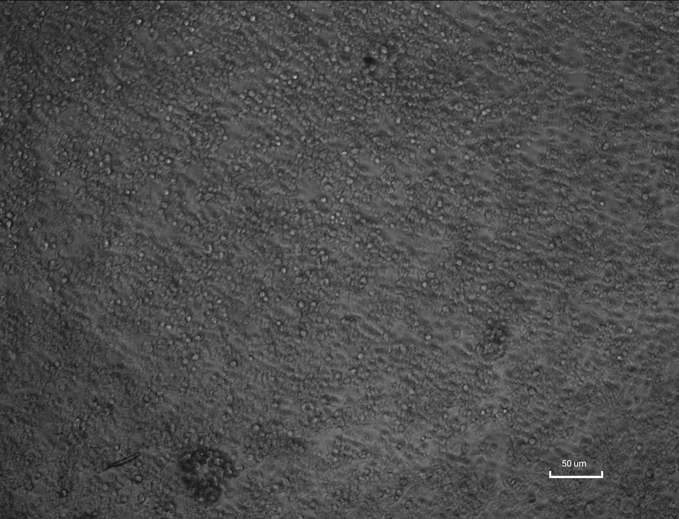 智能細胞成像儀6