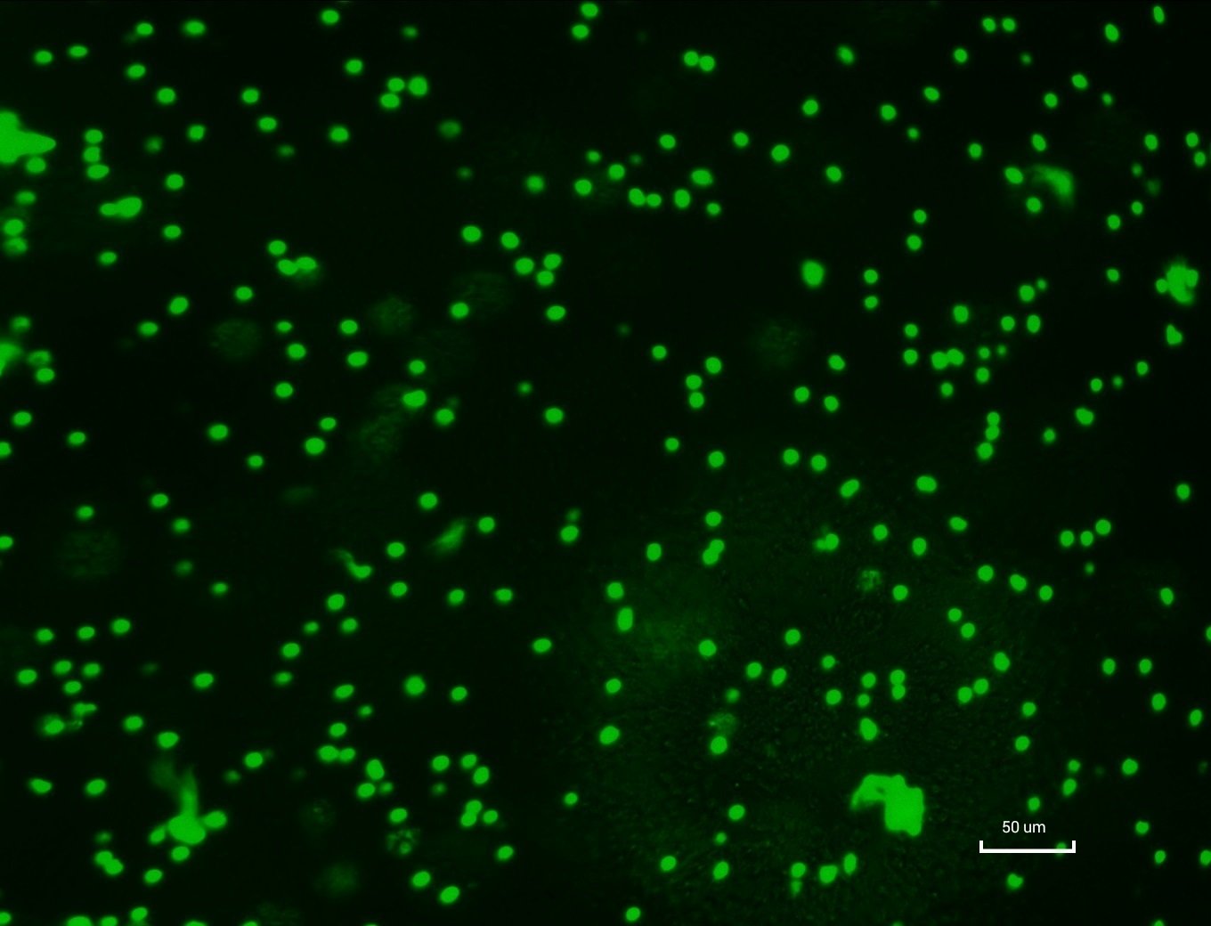 智能細胞成像儀7 智能細胞成像儀7