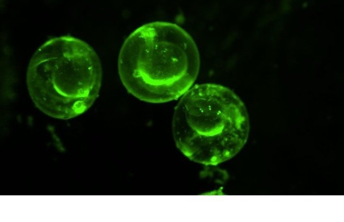 體視熒光顯微鏡 體視熒光顯微鏡