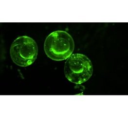 體視熒光顯微鏡|體視熒光顯微鏡使用方法