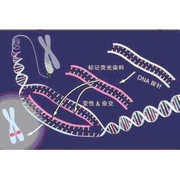 核型、熒光原位雜交（fish）