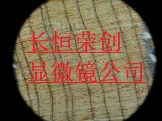 木材細胞觀察奧林巴斯顯微鏡3