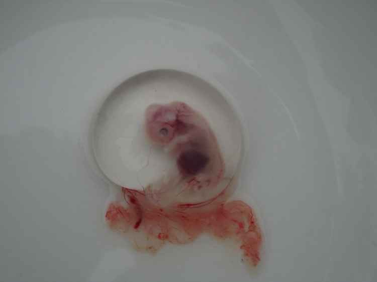 動物胚胎解剖觀察國產(chǎn)顯微鏡1 動物胚胎解剖觀察國產(chǎn)顯微鏡1