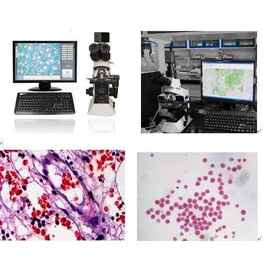 紙漿纖維觀察進口顯微鏡CX21-CV320